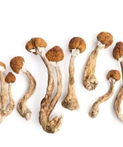 Psilocybin Mushrooms