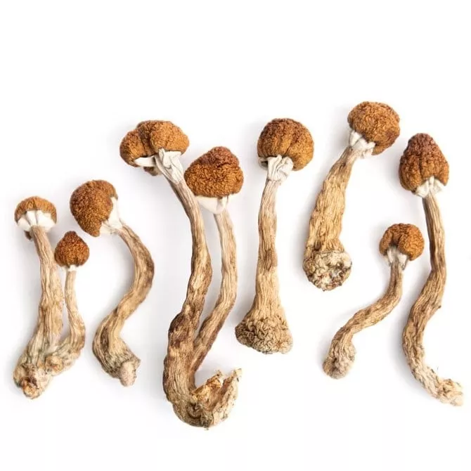 Psilocybin Mushrooms Psilocybin Mushrooms