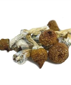 Psilocybin Mushrooms