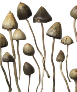 Psilocybin Mushrooms