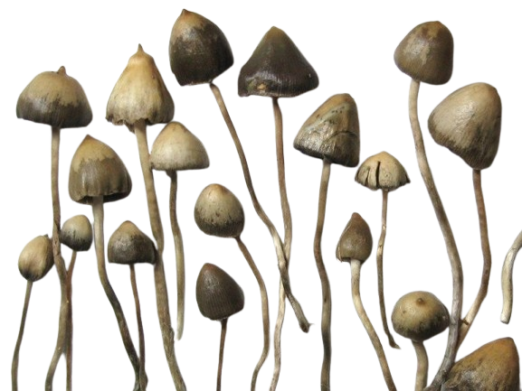 Psilocybin Mushrooms Psilocybin Mushrooms