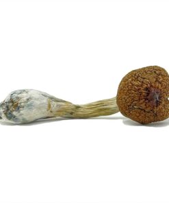 Psilocybin Mushrooms