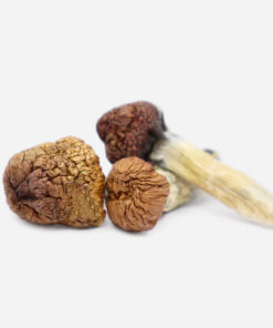 Psilocybin Mushrooms