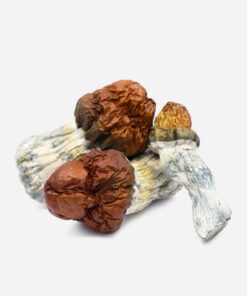 Psilocybin Mushrooms
