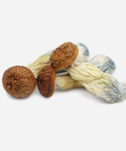 Psilocybin Mushrooms
