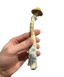 Psilocybin Mushrooms