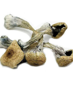 Psilocybin Mushrooms