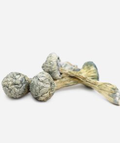 Psilocybin Mushrooms