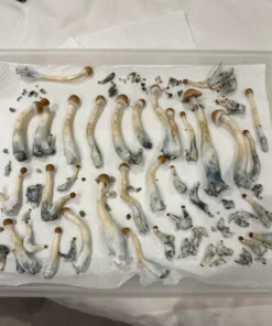 Psilocybin Mushrooms
