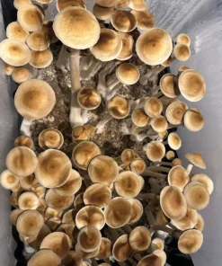 Psilocybin Mushrooms
