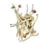 Psilocybin Mushrooms