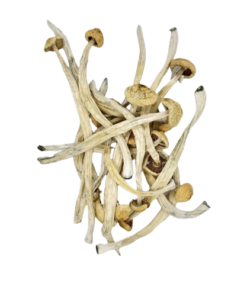 Psilocybin Mushrooms