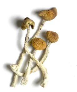Magic Mushrooms