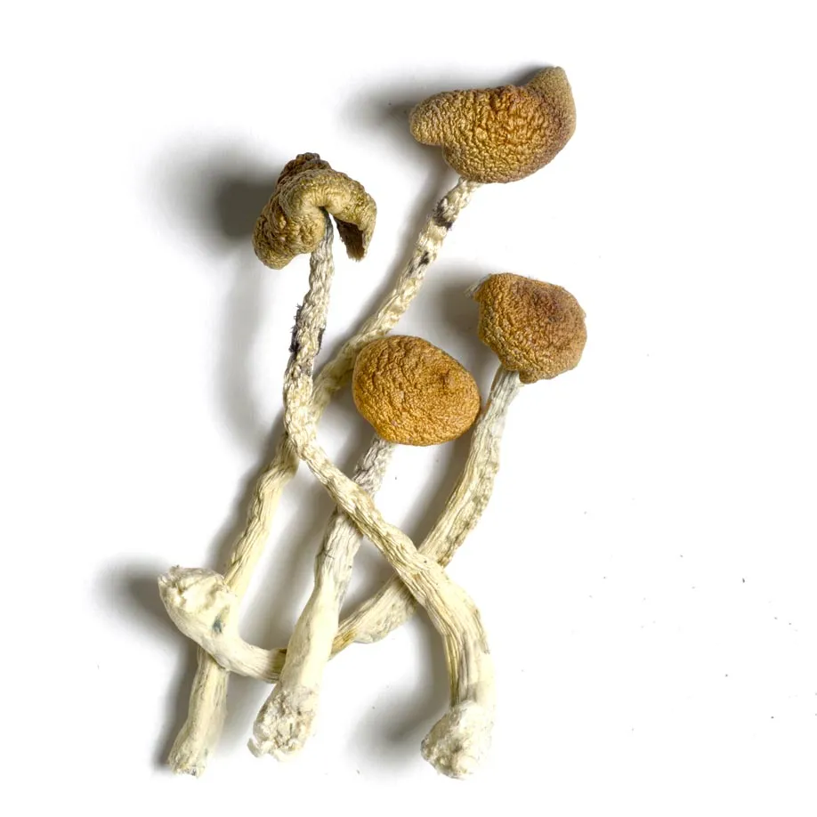 Magic Mushrooms Magic Mushrooms
