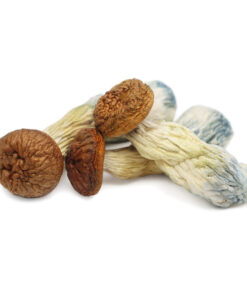 Psilocybin Mushrooms