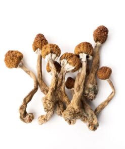 Psilocybin Mushrooms