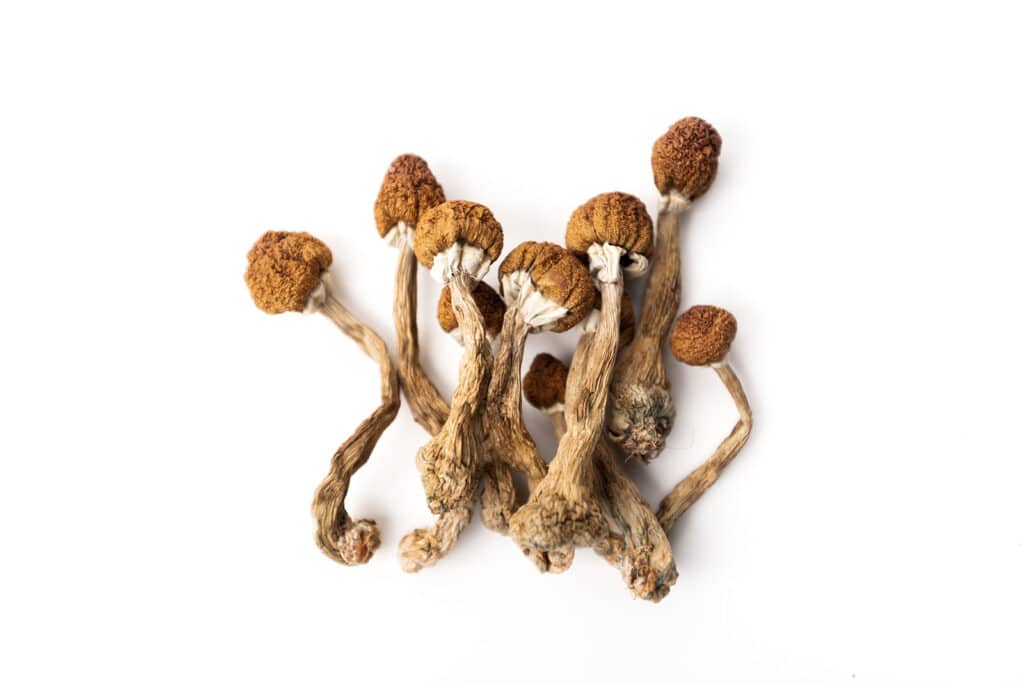 Psilocybin Mushrooms Psilocybin Mushrooms