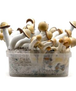 Psilocybin Mushrooms