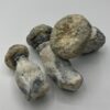 Psilocybin Mushrooms