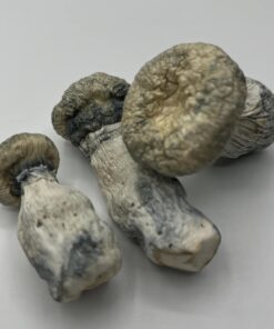 Psilocybin Mushrooms