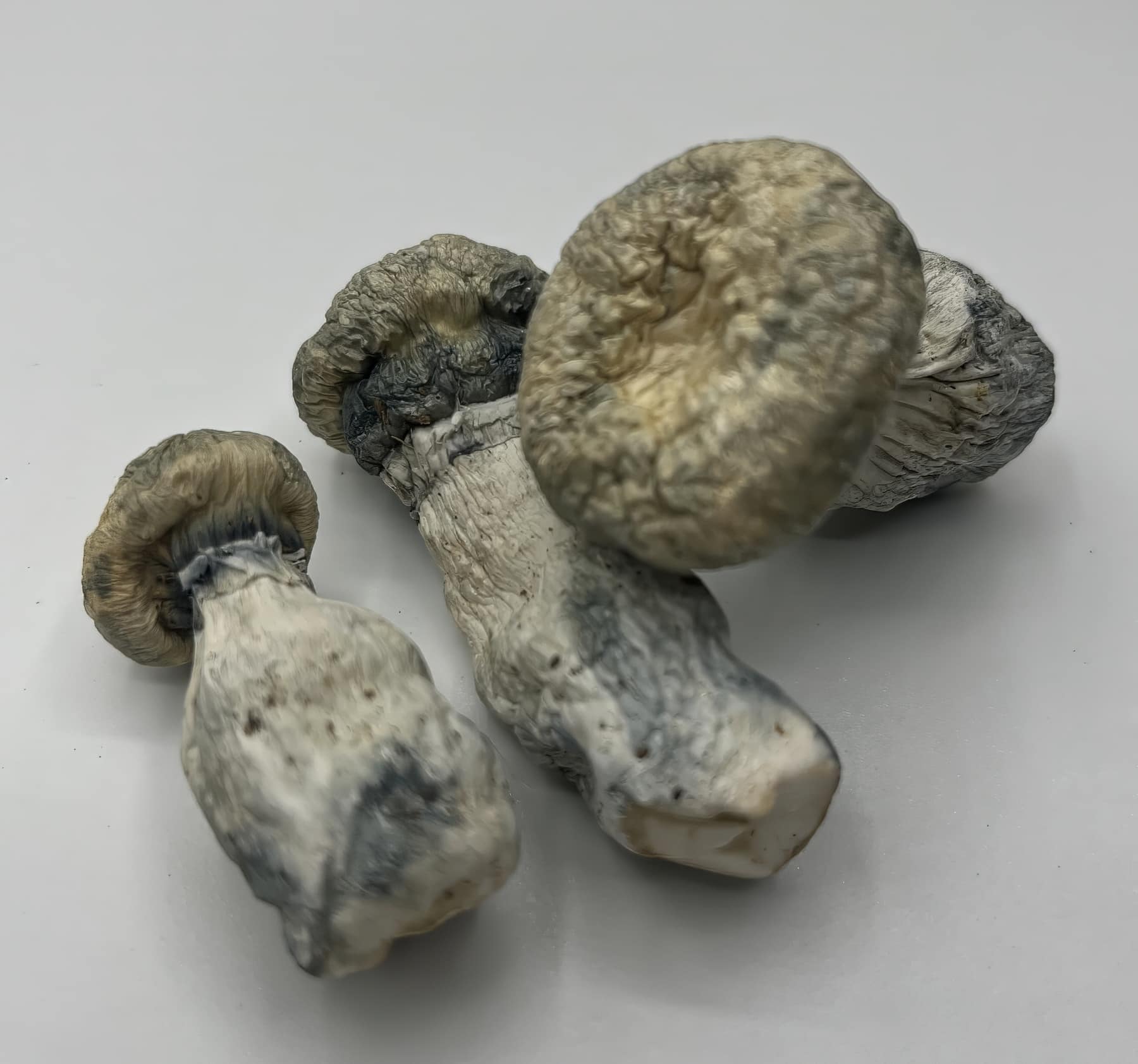 Psilocybin Mushrooms Psilocybin Mushrooms