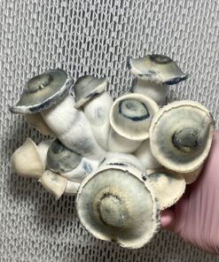 Psilocybin Mushrooms