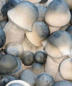 Psilocybin Mushrooms