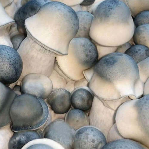 Psilocybin Mushrooms Psilocybin Mushrooms