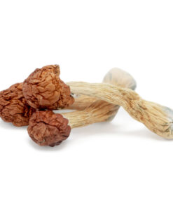 Psilocybin Mushrooms