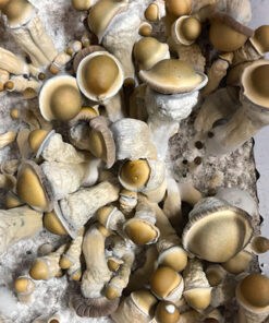 Psilocybin Mushrooms