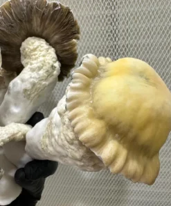 Psilocybin Mushrooms
