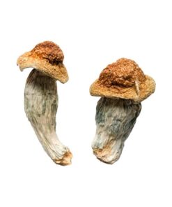 Psilocybin Mushrooms