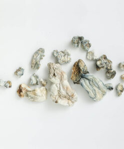 Psilocybin Mushrooms