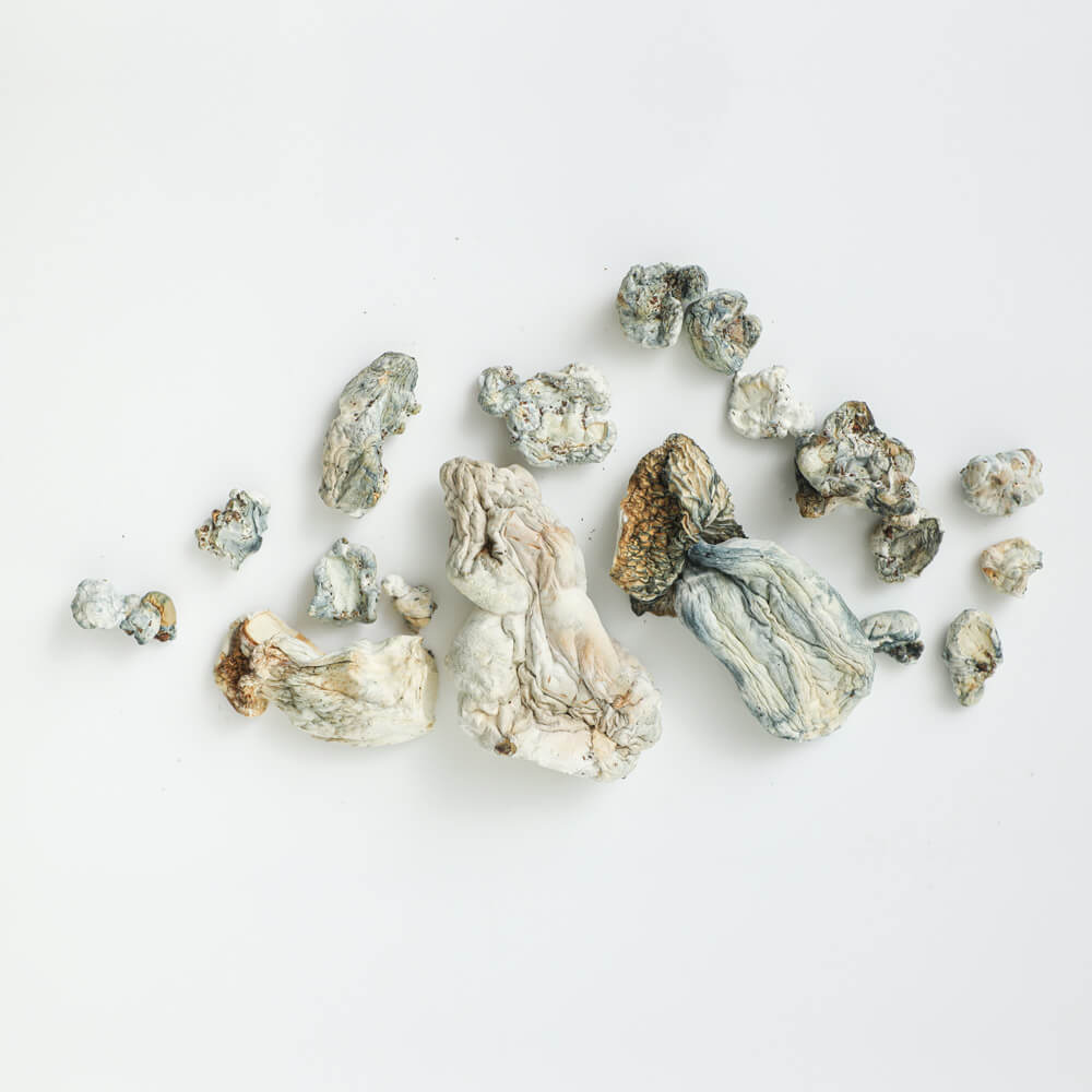 Psilocybin Mushrooms Psilocybin Mushrooms