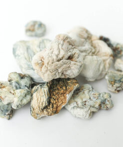 Psilocybin Mushrooms