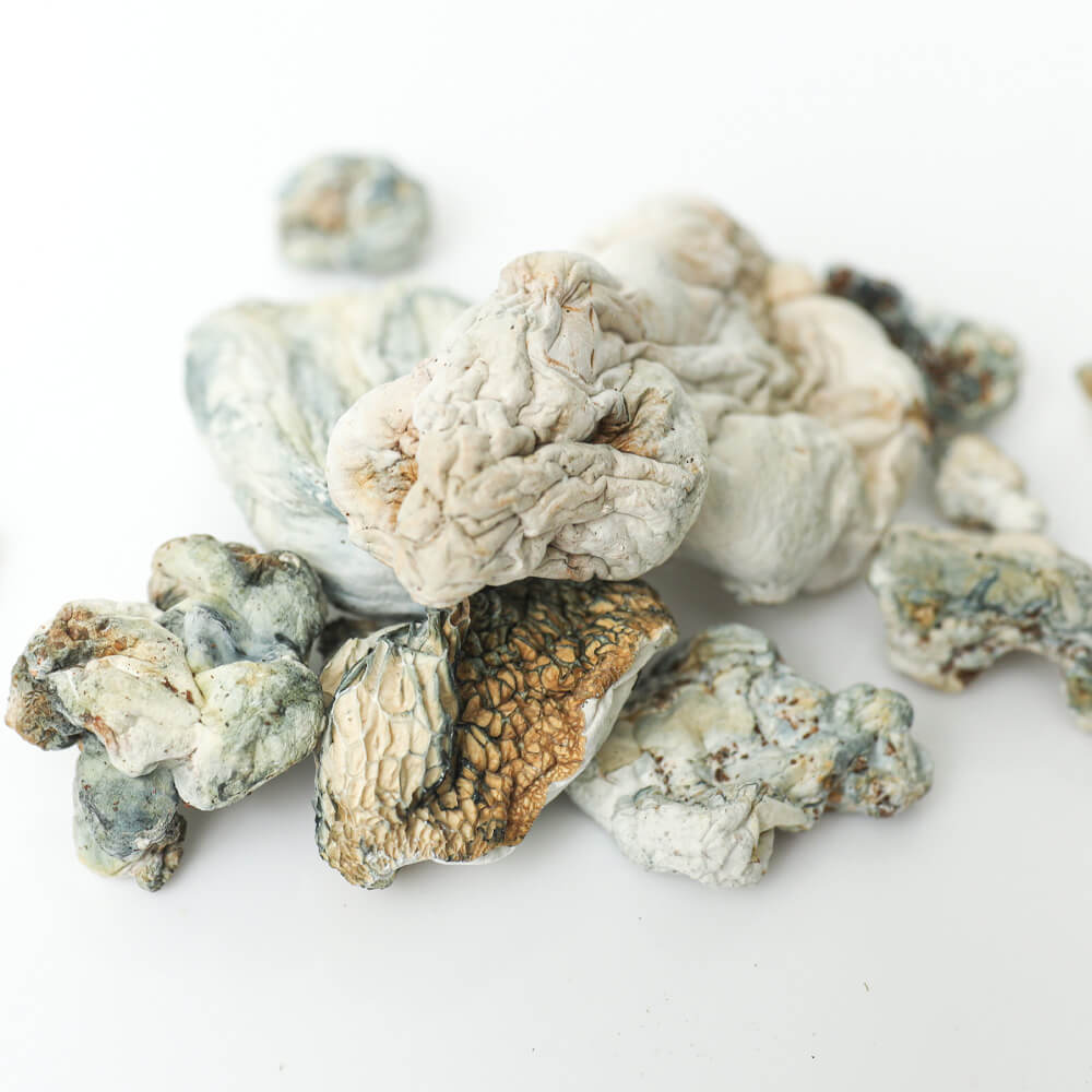 Psilocybin Mushrooms Psilocybin Mushrooms