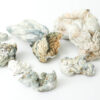Psilocybin Mushrooms