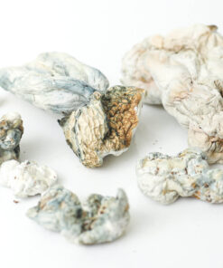 Psilocybin Mushrooms
