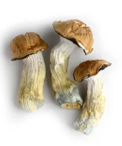 Psilocybin Mushrooms