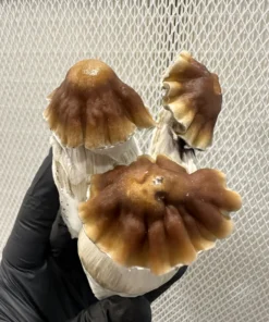 Psilocybin Mushrooms