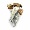 Psilocybin Mushrooms