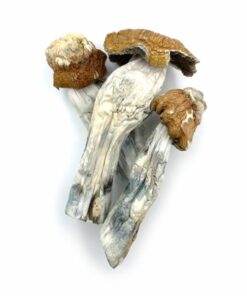 Psilocybin Mushrooms