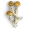 Psilocybin Mushrooms