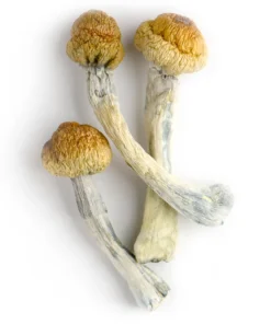 Psilocybin Mushrooms