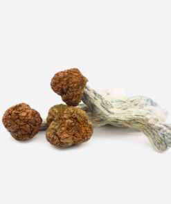 Psilocybin Mushrooms