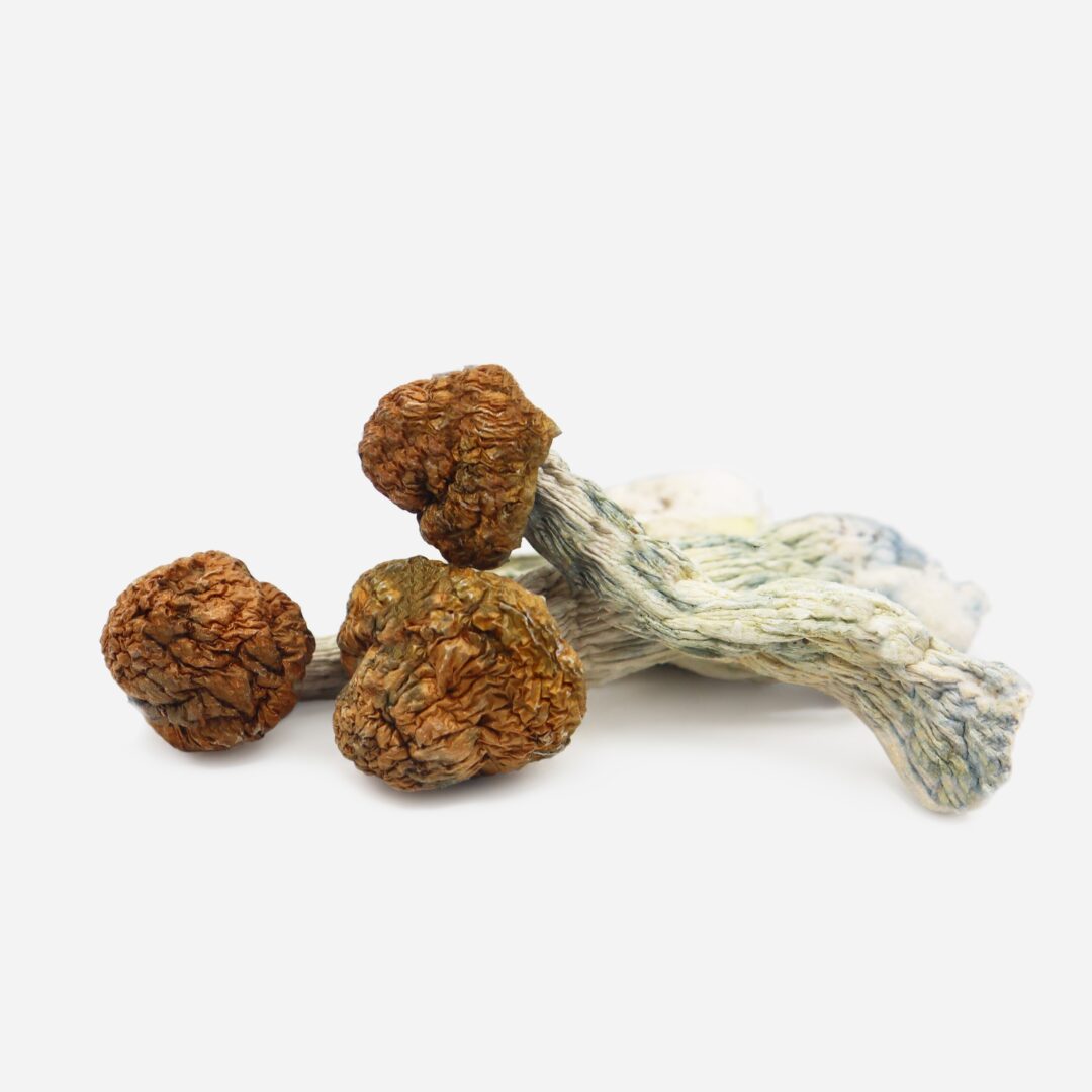 Psilocybin Mushrooms Psilocybin Mushrooms