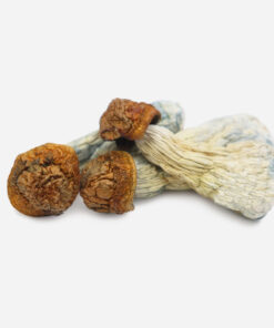 Psilocybin Mushrooms