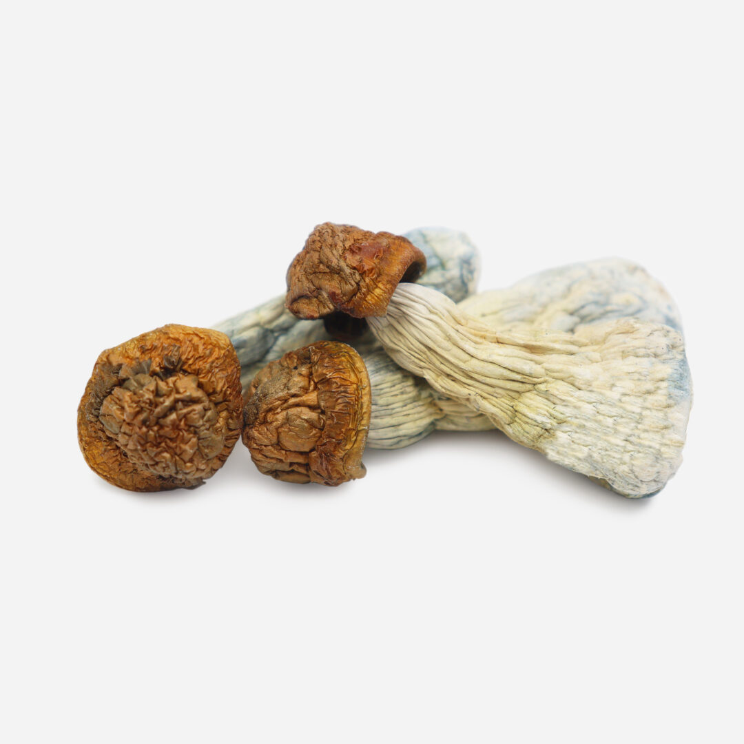 Psilocybin Mushrooms Psilocybin Mushrooms