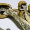 Psilocybin Mushrooms