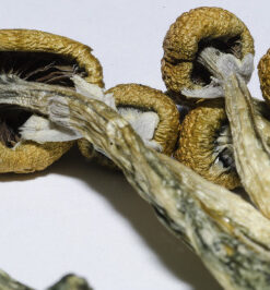 Psilocybin Mushrooms